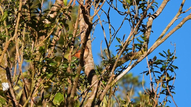 Grass Wren - ML650635290