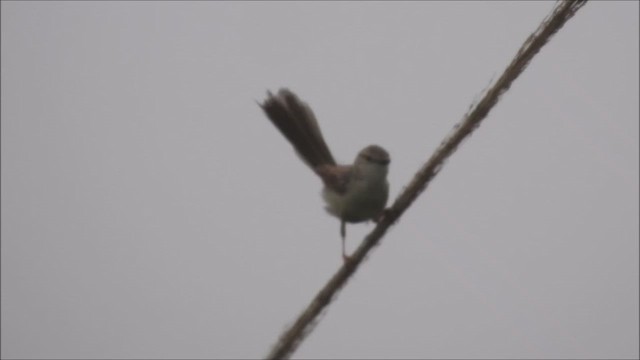 gråprinia - ML650635366