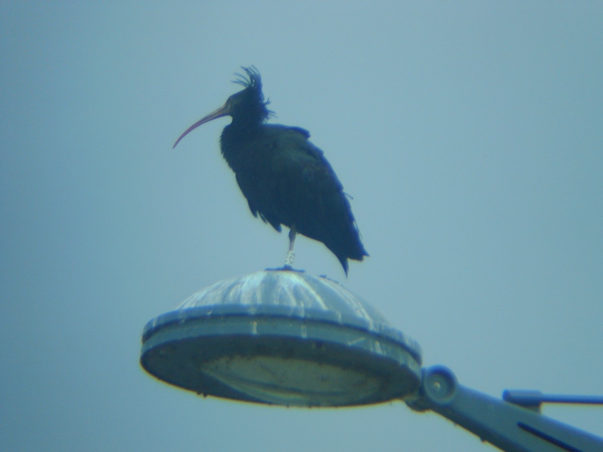skallet ibis - ML65063541