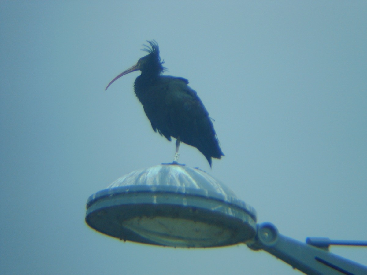 Northern Bald Ibis - ML65063541