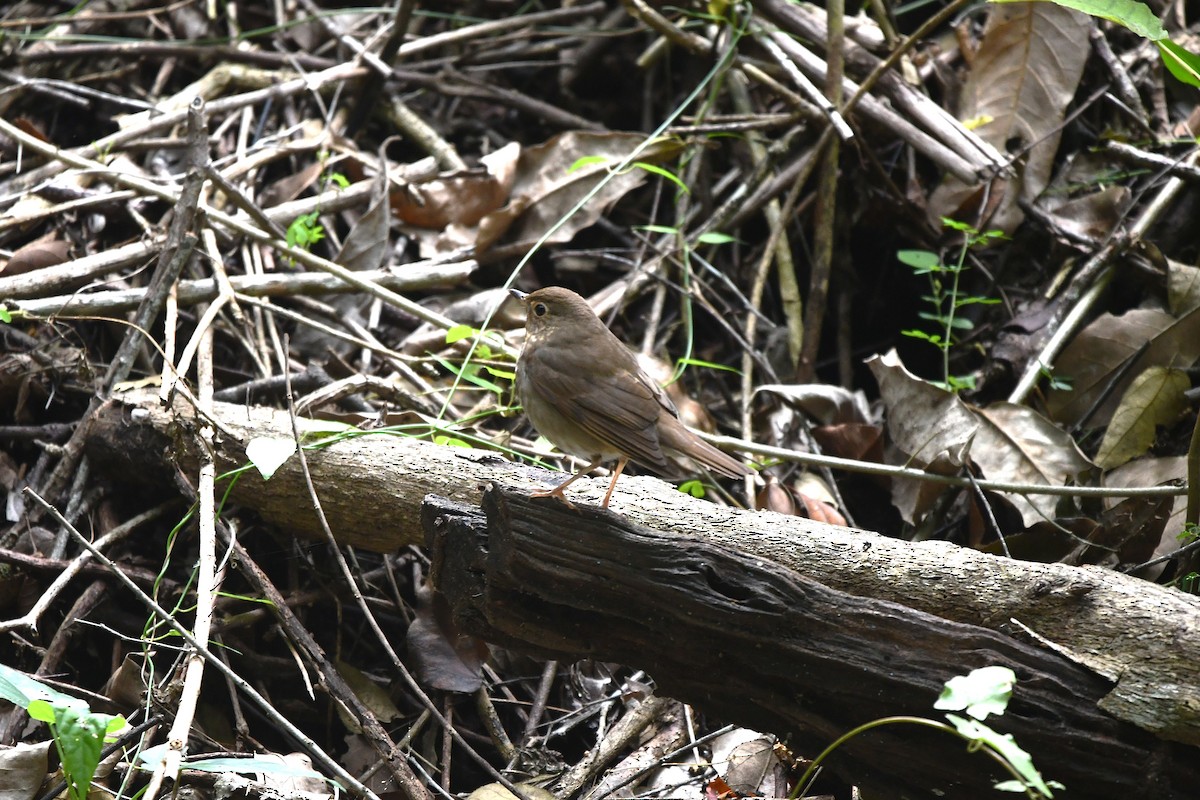 Zwergmusendrossel - ML650635423