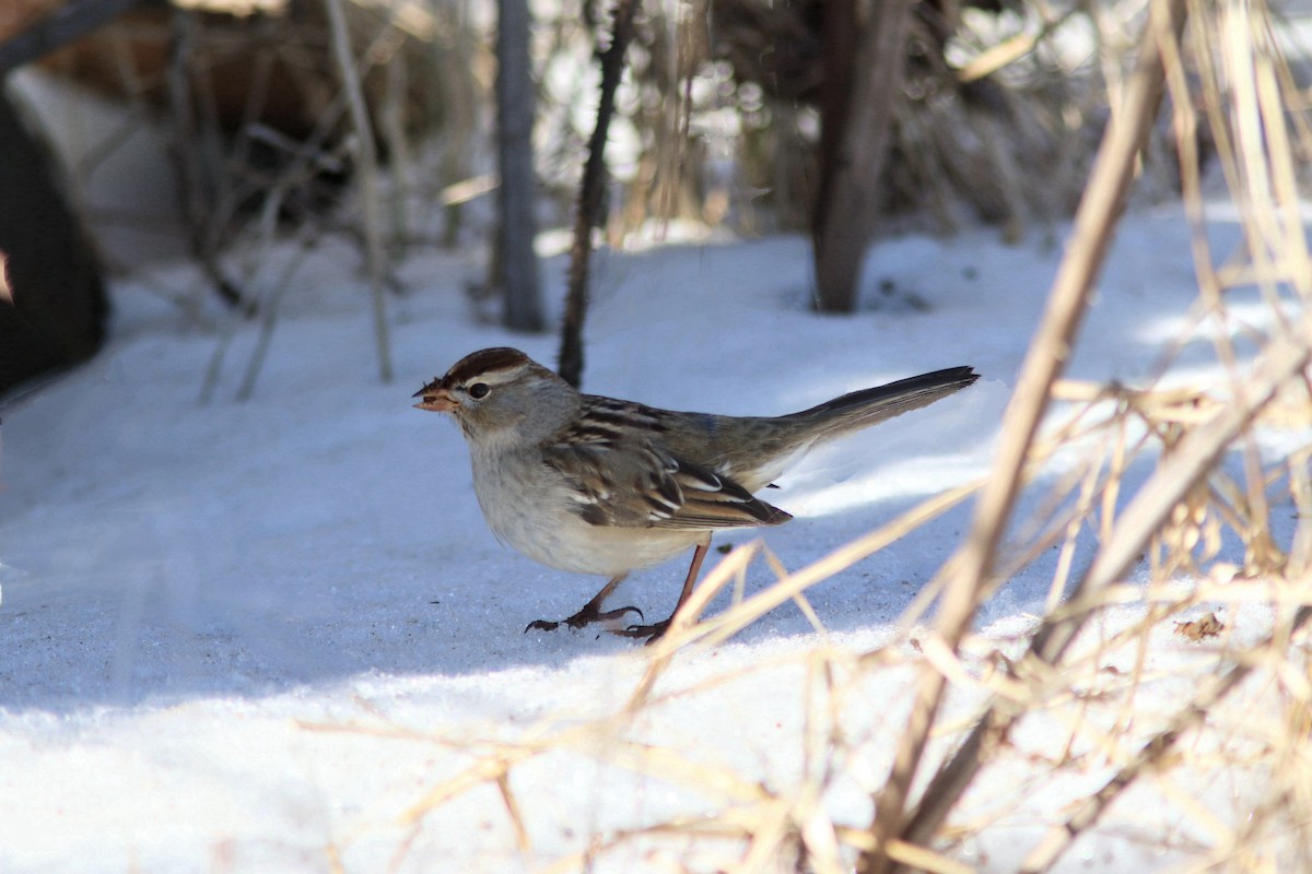 White-crowned Sparrow - ML650635446