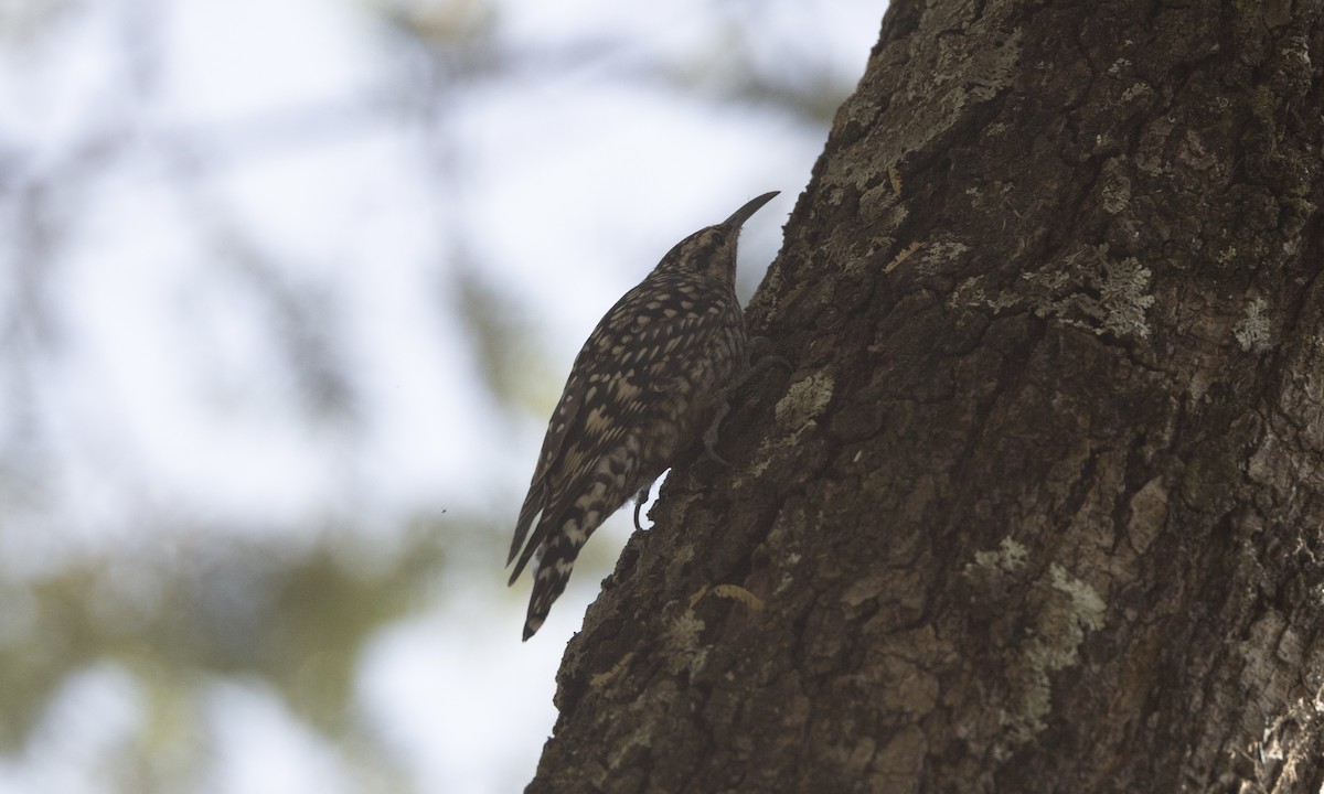 African Spotted Creeper - ML650635452