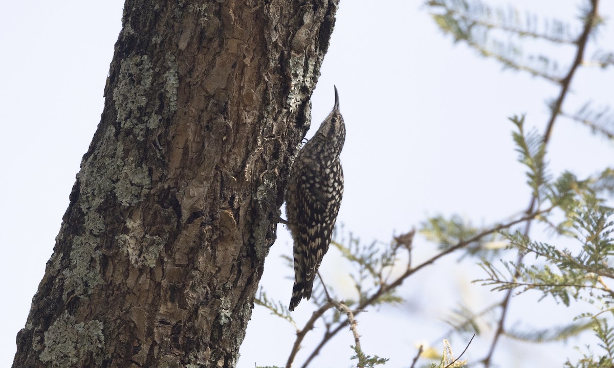 African Spotted Creeper - ML650635453
