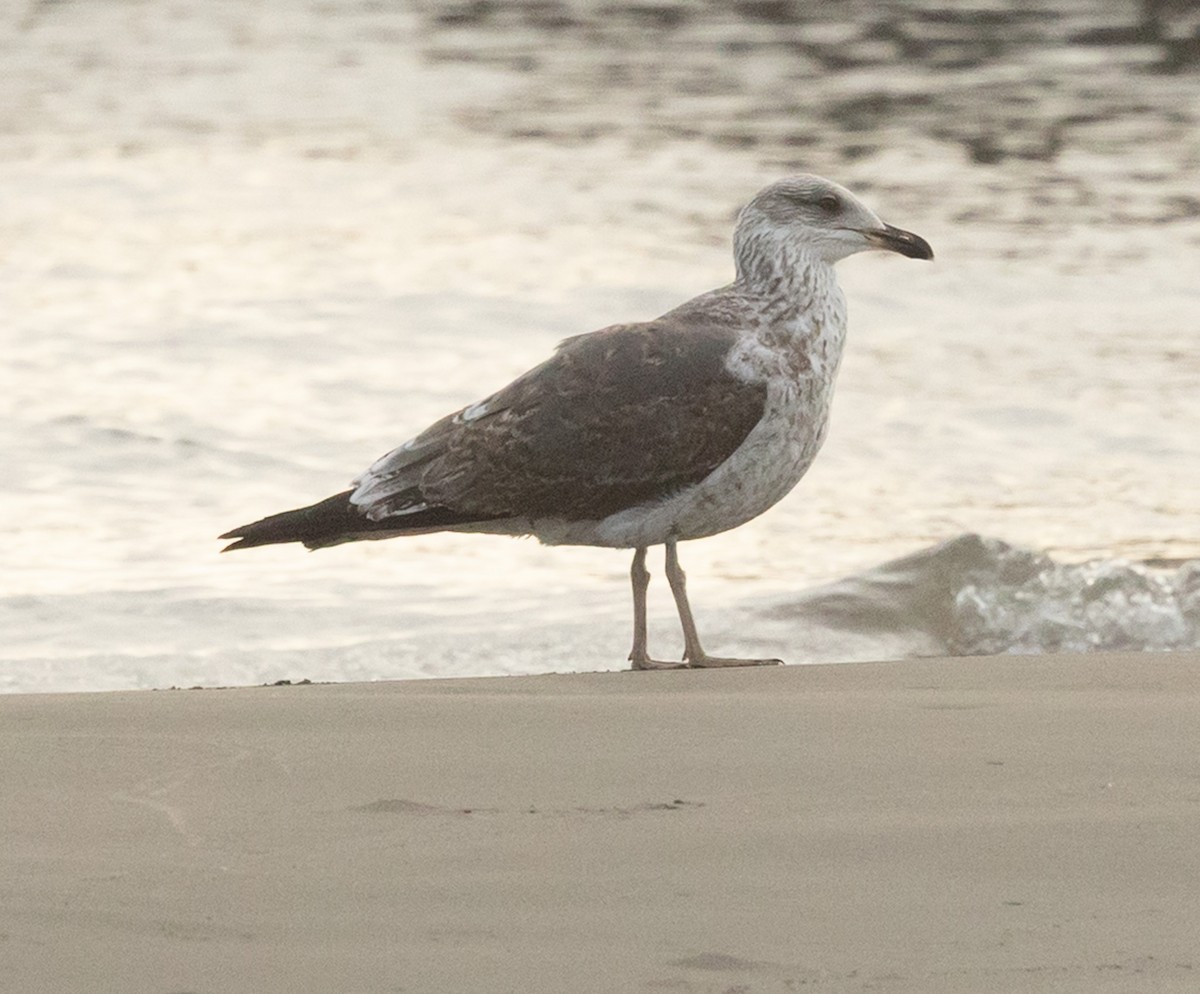 ニシセグロカモメ - ML650635497