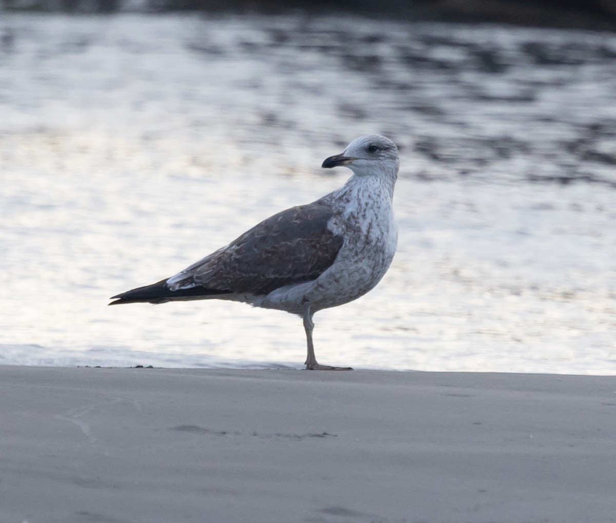 ニシセグロカモメ - ML650635506