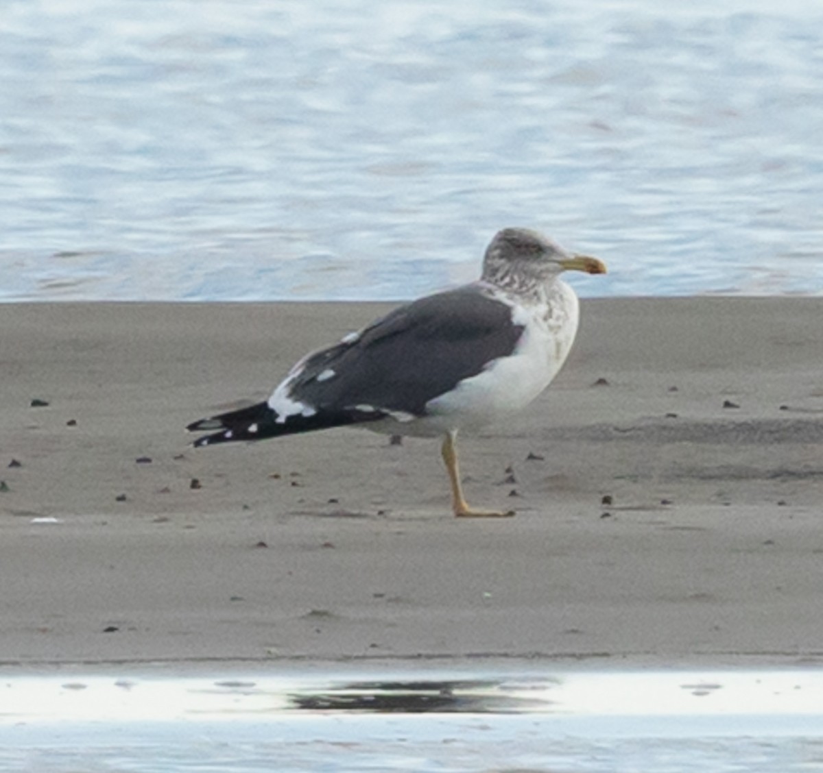 ニシセグロカモメ - ML650635509