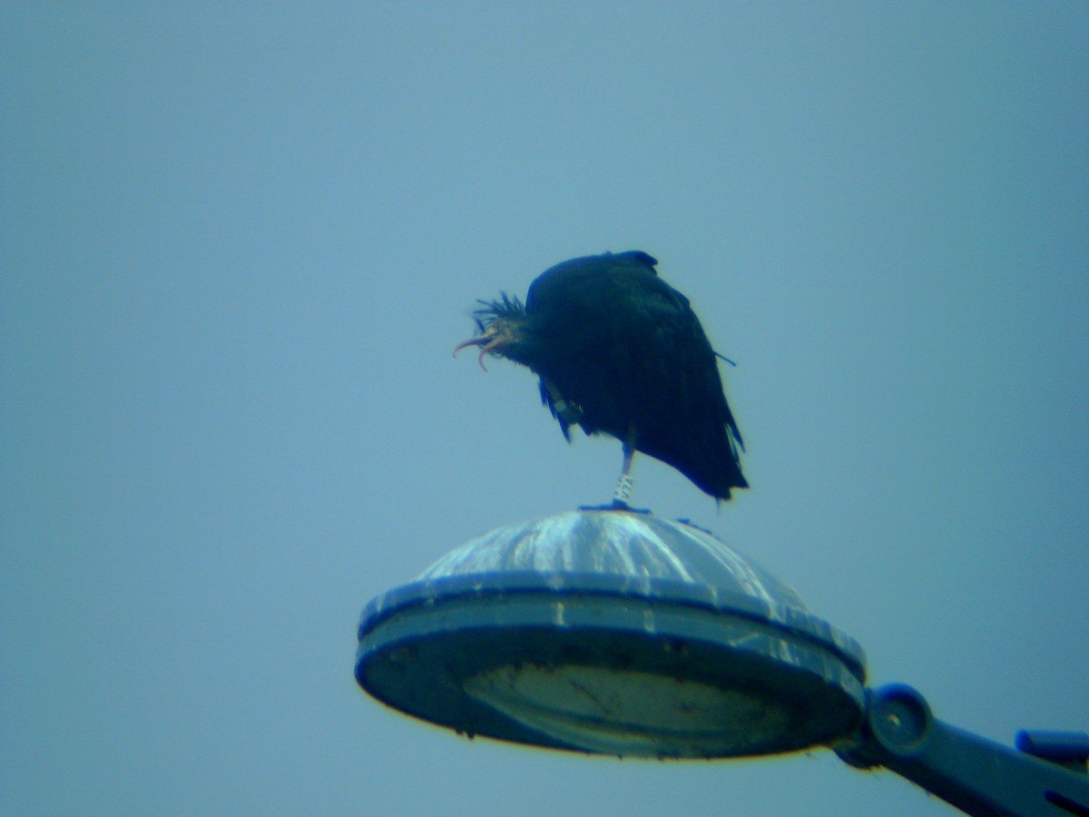 Northern Bald Ibis - ML65063551