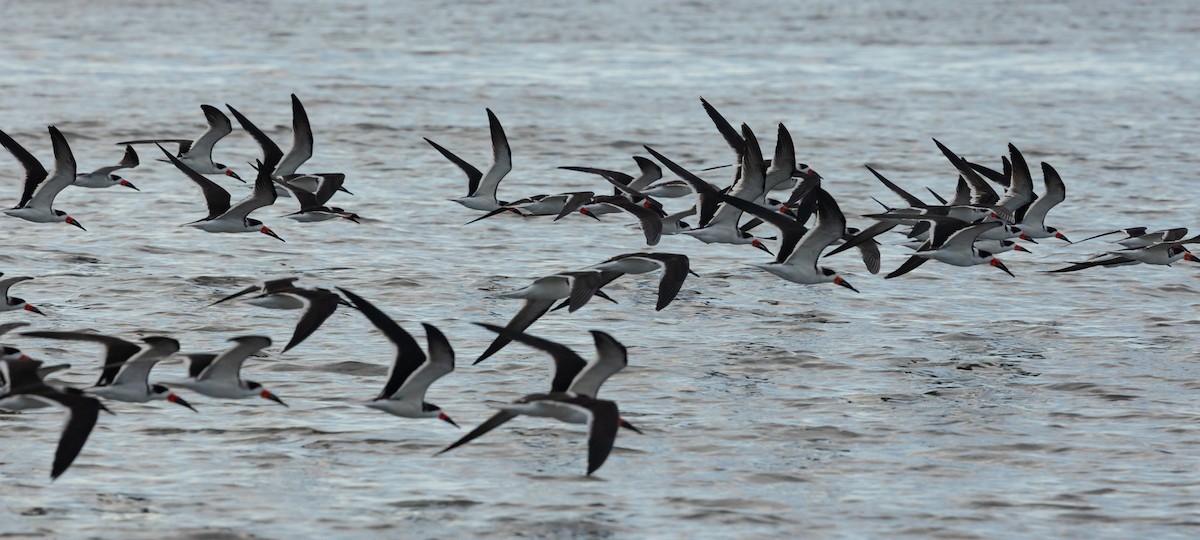 クロハサミアジサシ - ML650635515