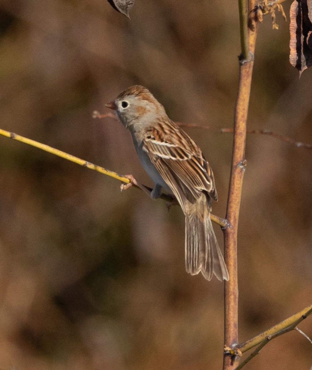 ヒメドリ - ML650635540