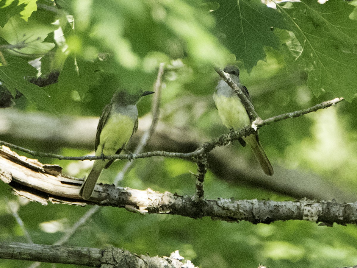 Great Crested Flycatcher - ML65063561