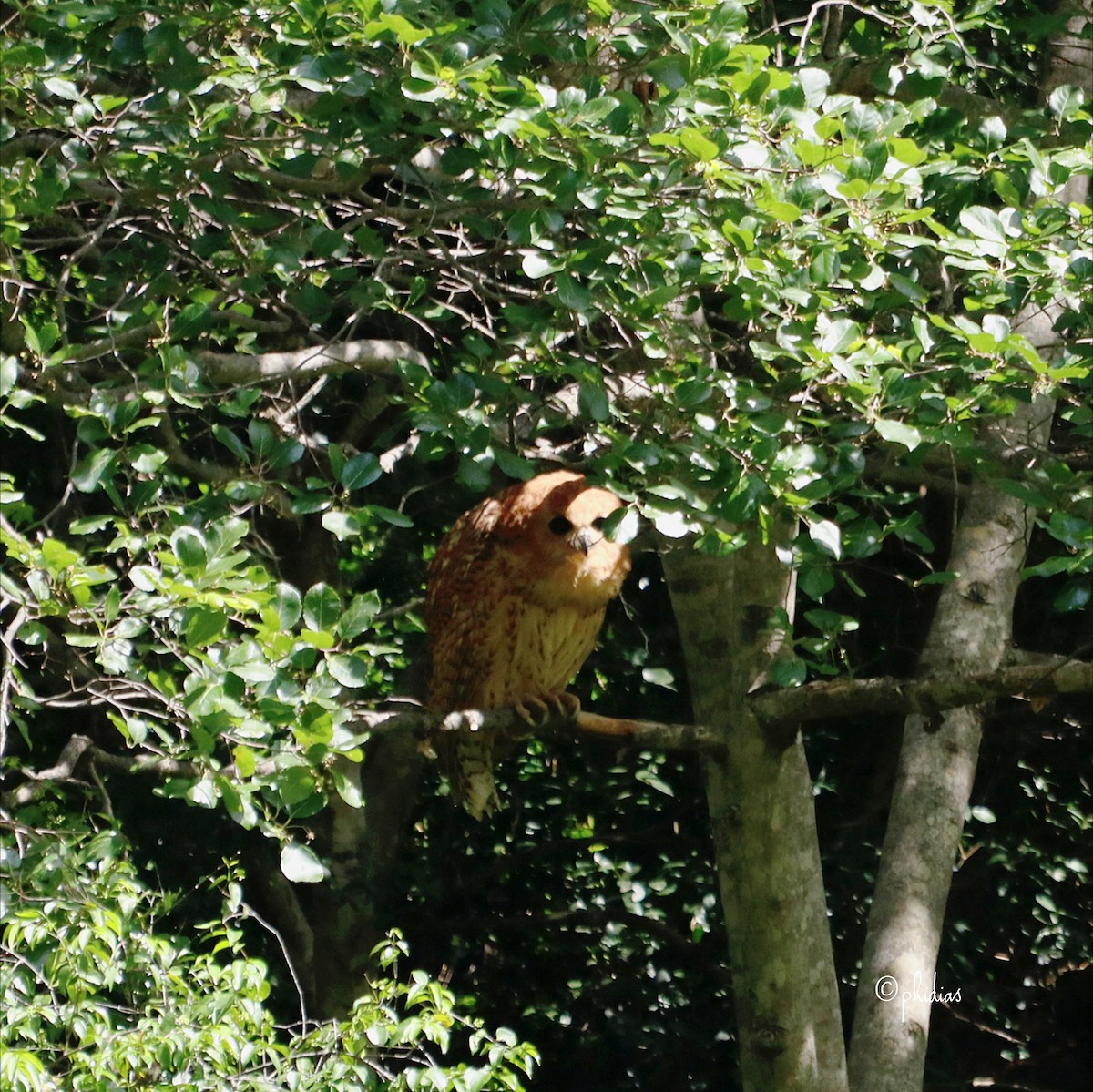 Сова-рибоїд смугаста - ML650635610