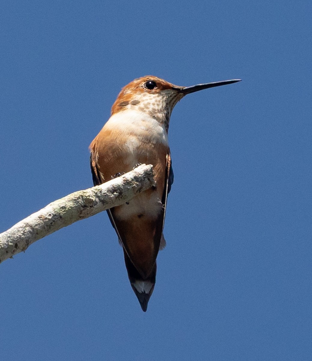 アカフトオハチドリ - ML650635615