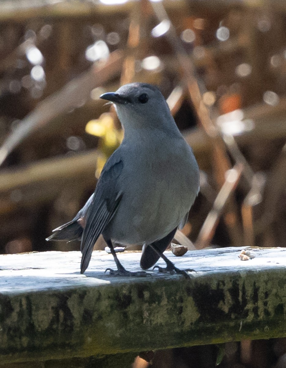 ネコマネドリ - ML650635616