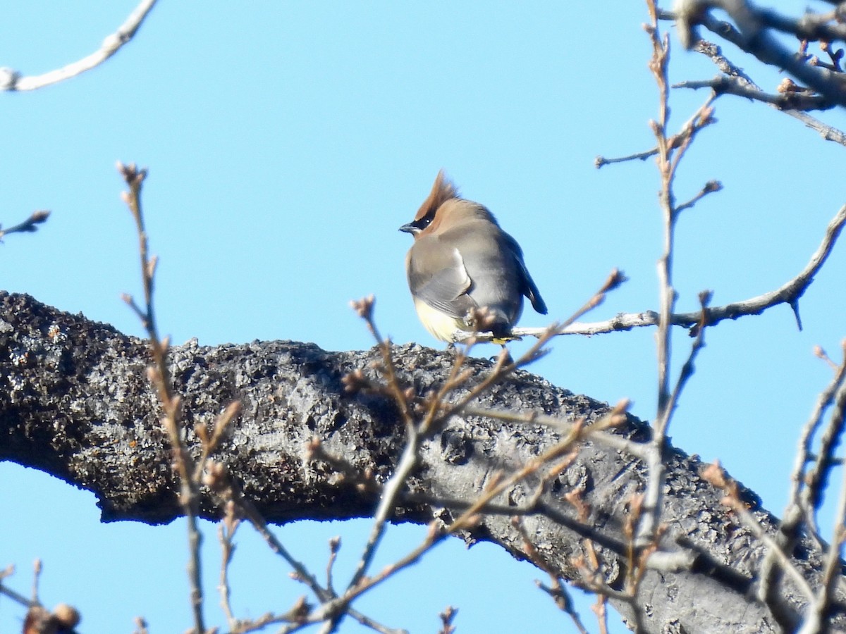 Ampelis Americano - ML650635848