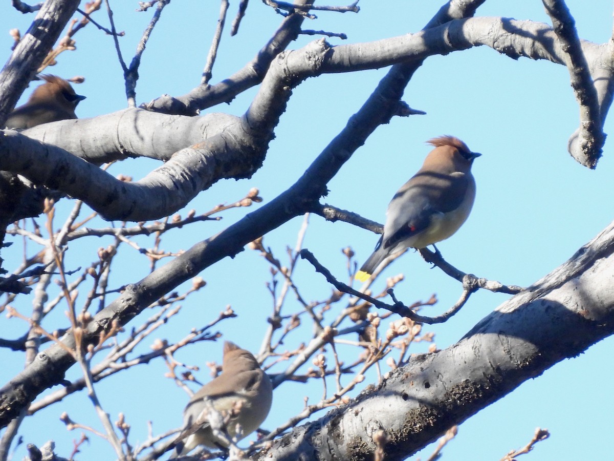 Ampelis Americano - ML650635857