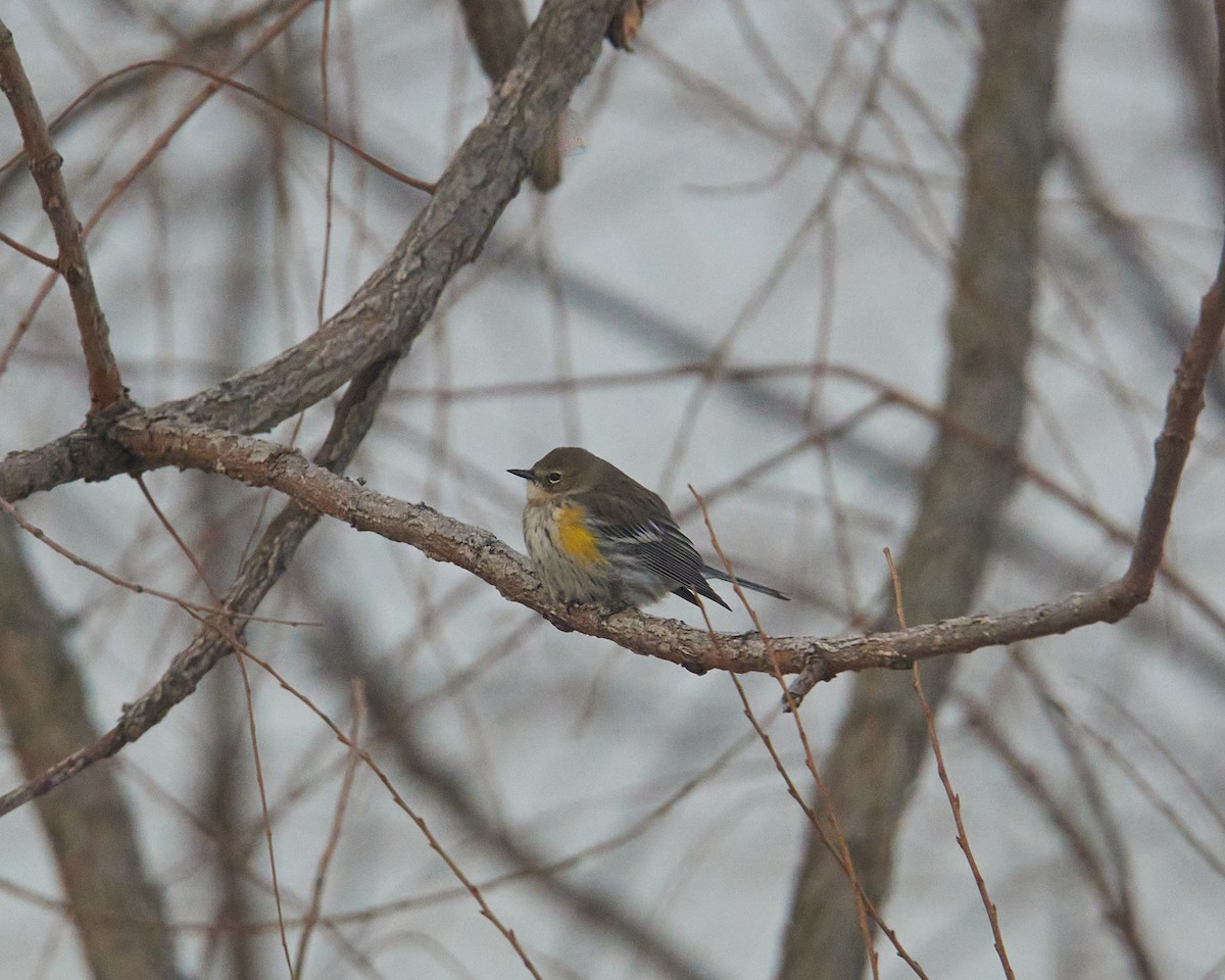 Yellow-rumped Warbler - ML650635888