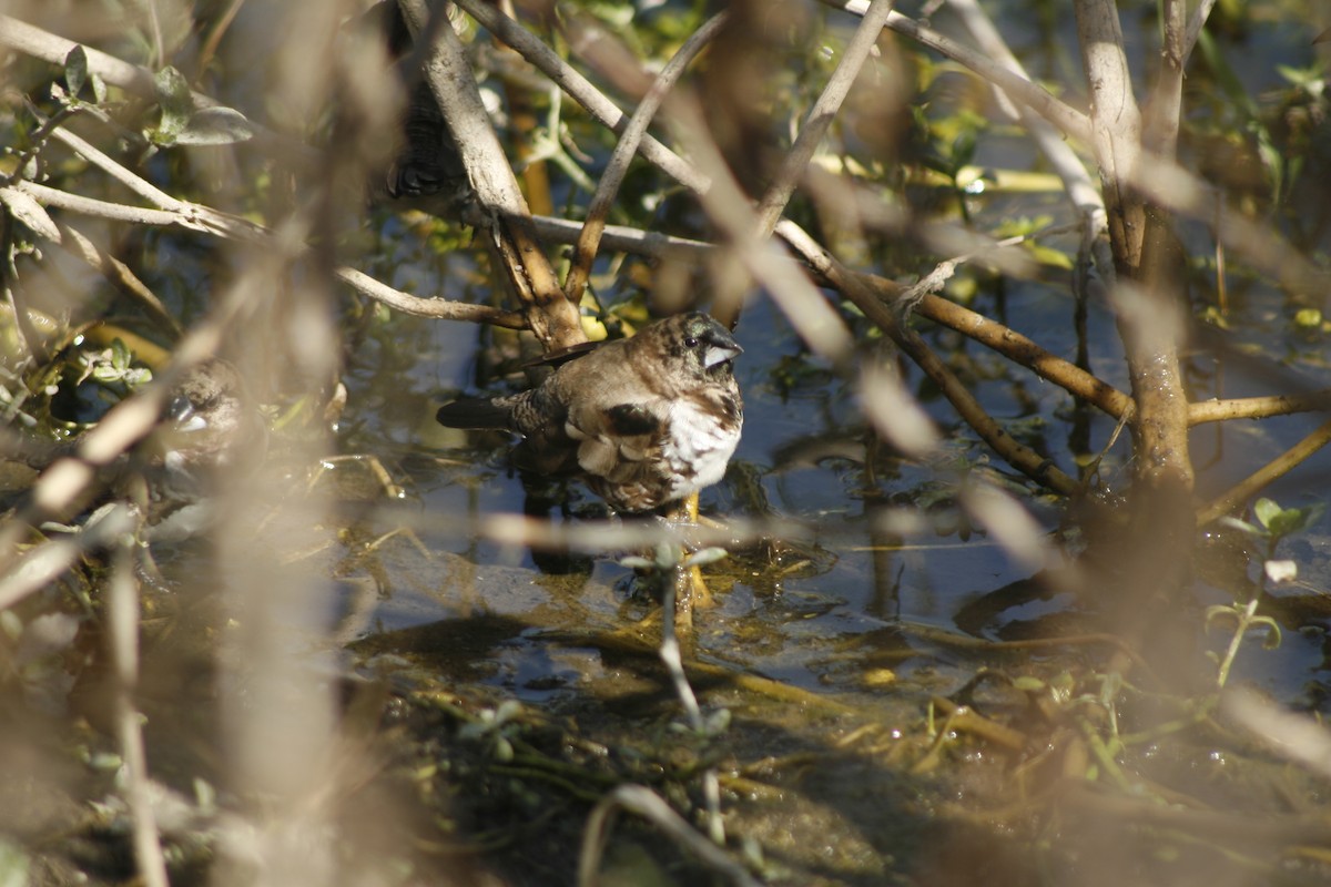 Bronze Mannikin - ML650635895
