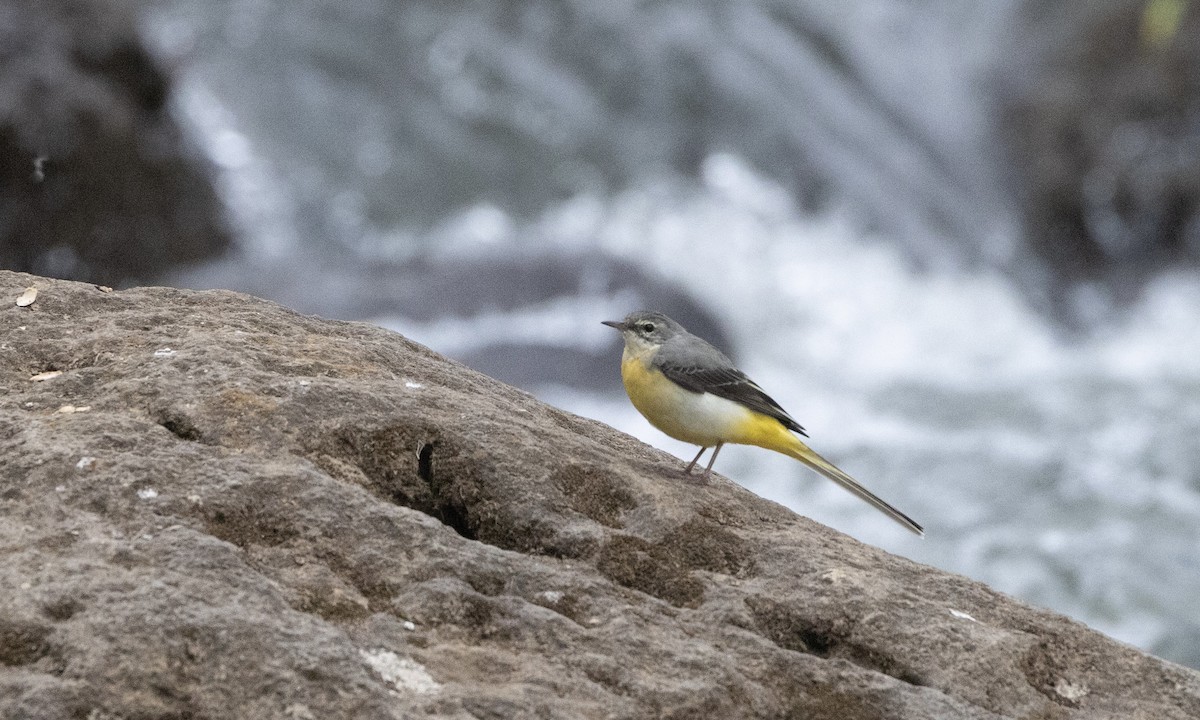 Gray Wagtail - ML650636193