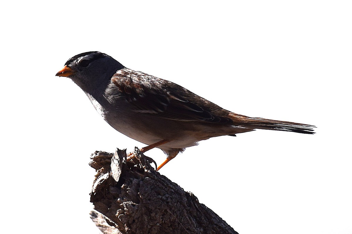 White-crowned Sparrow - ML650636561
