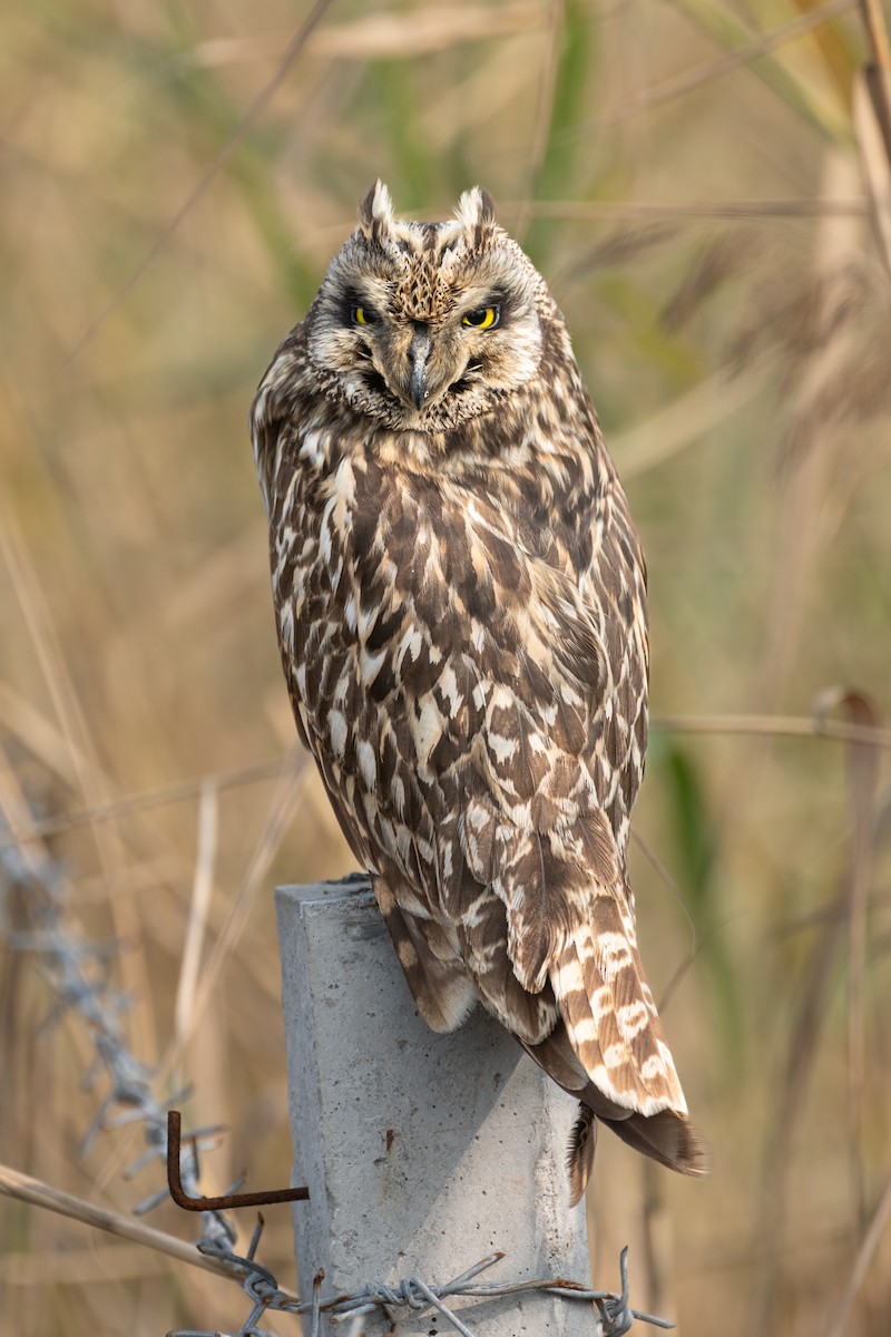 Short-eared Owl - ML650636570