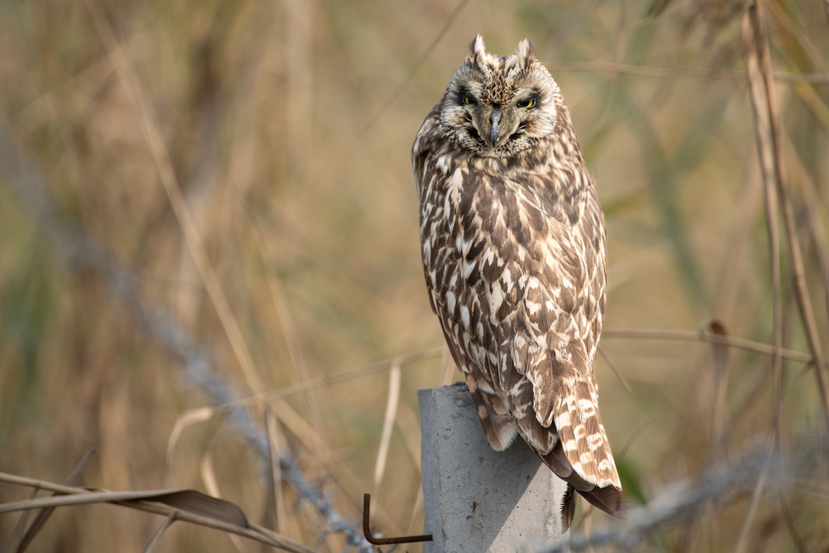 Short-eared Owl - ML650636578