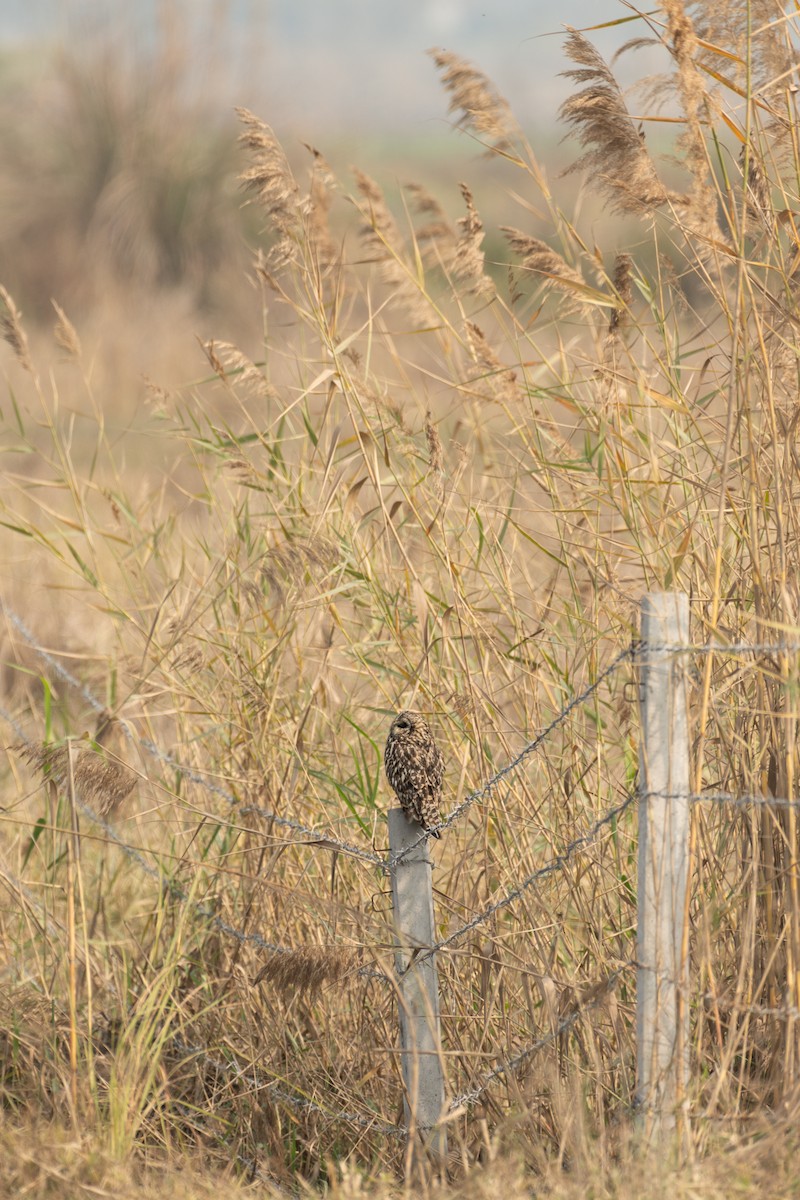 Short-eared Owl - ML650636608