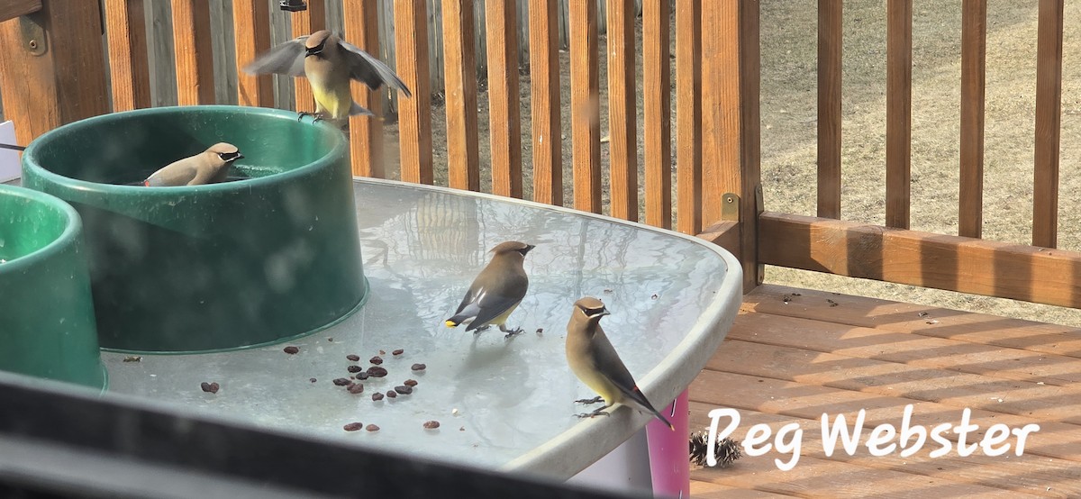 Ampelis Americano - ML650636609