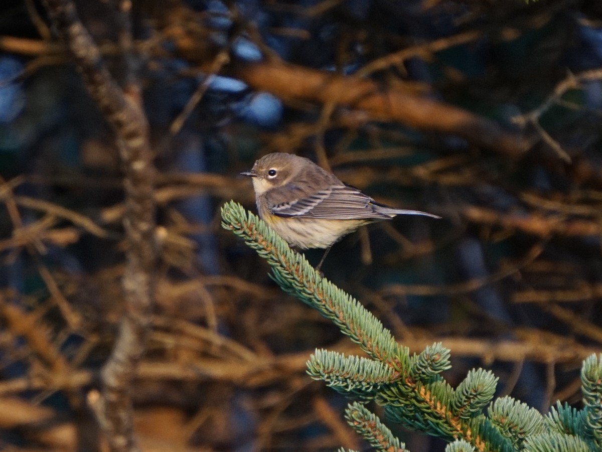 Yellow-rumped Warbler - ML650636621