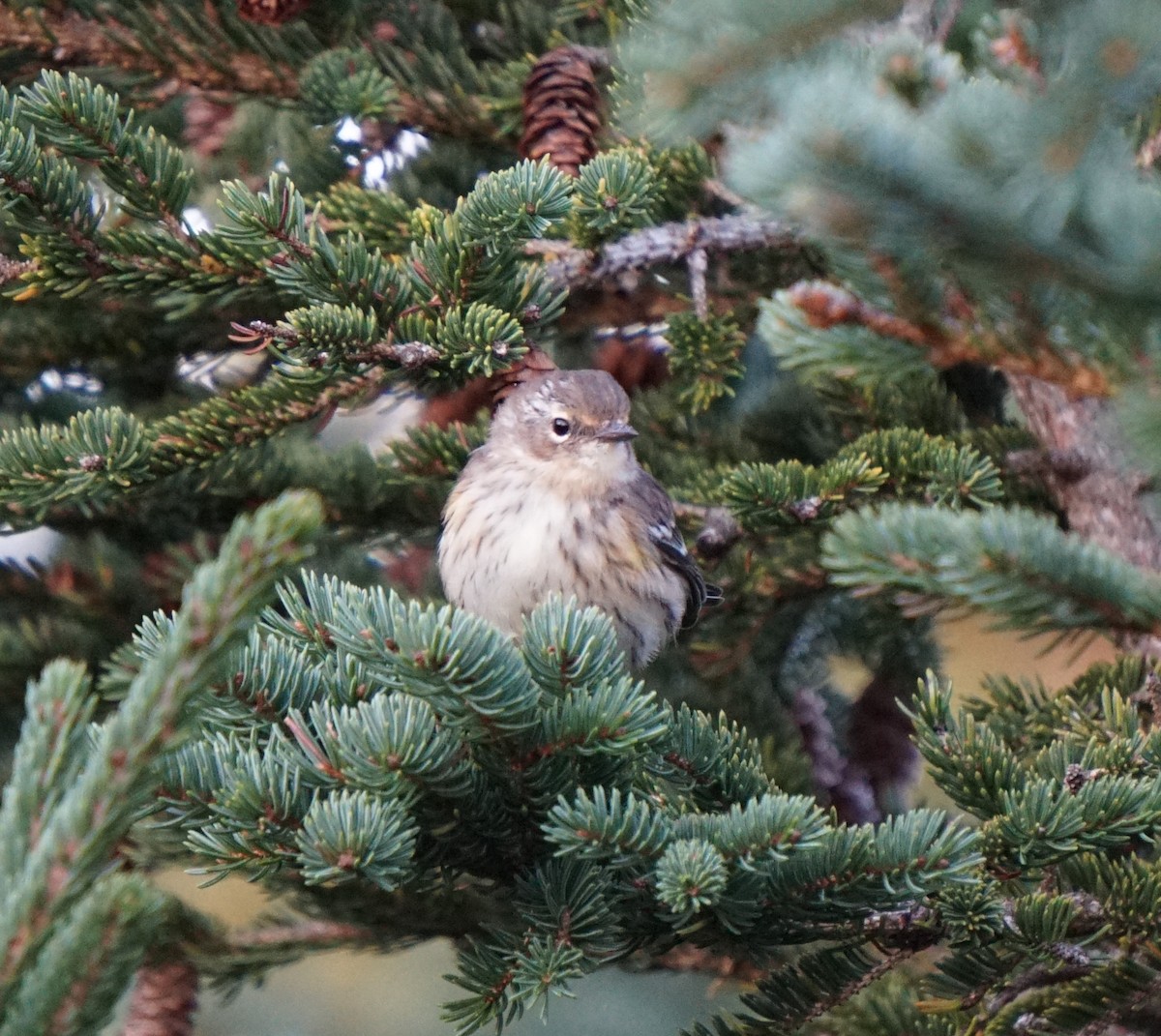 Yellow-rumped Warbler - ML650636637