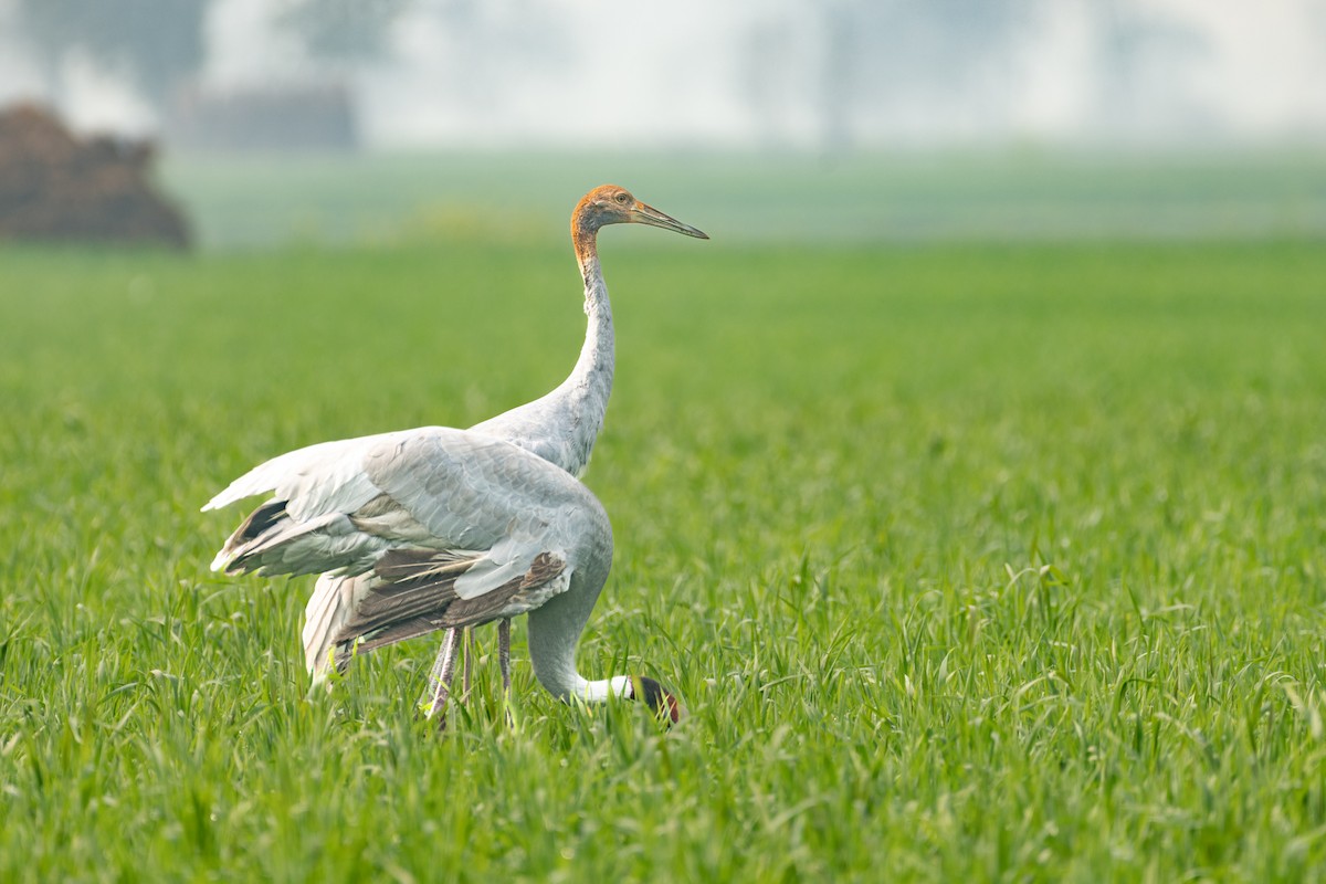 Sarus Crane - ML650636646