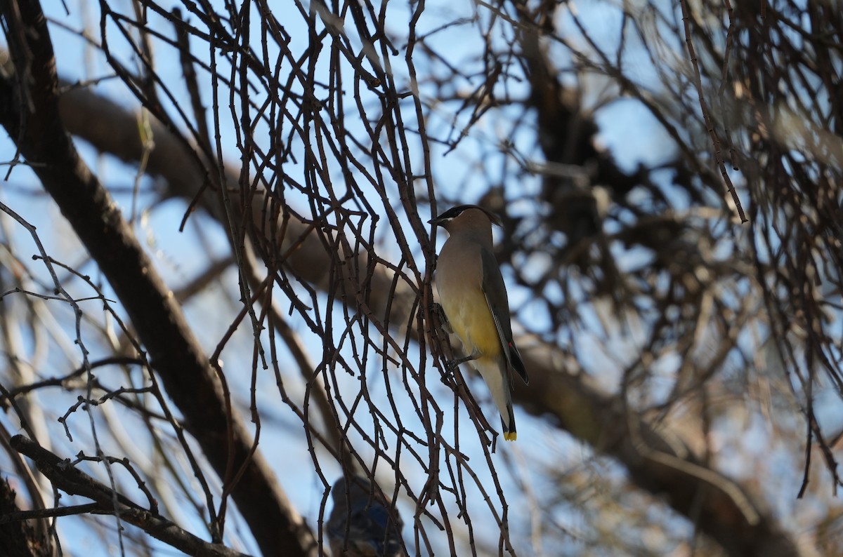 Ampelis Americano - ML650636668