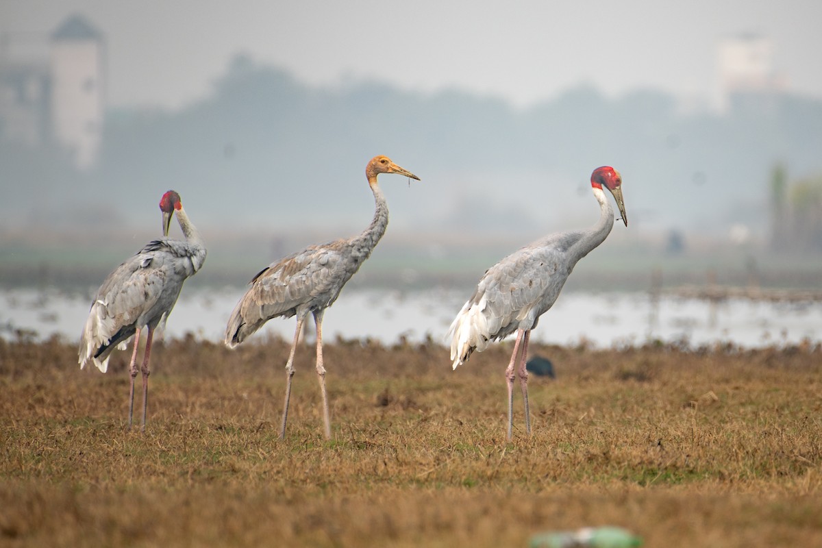 Sarus Crane - ML650636672
