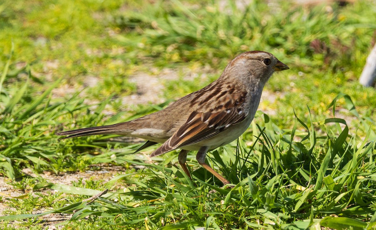 White-crowned Sparrow - ML650636703