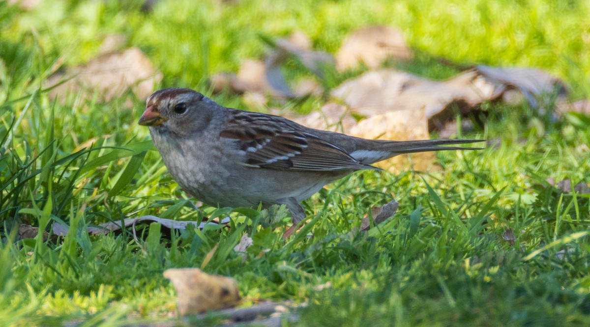 White-crowned Sparrow - ML650636704