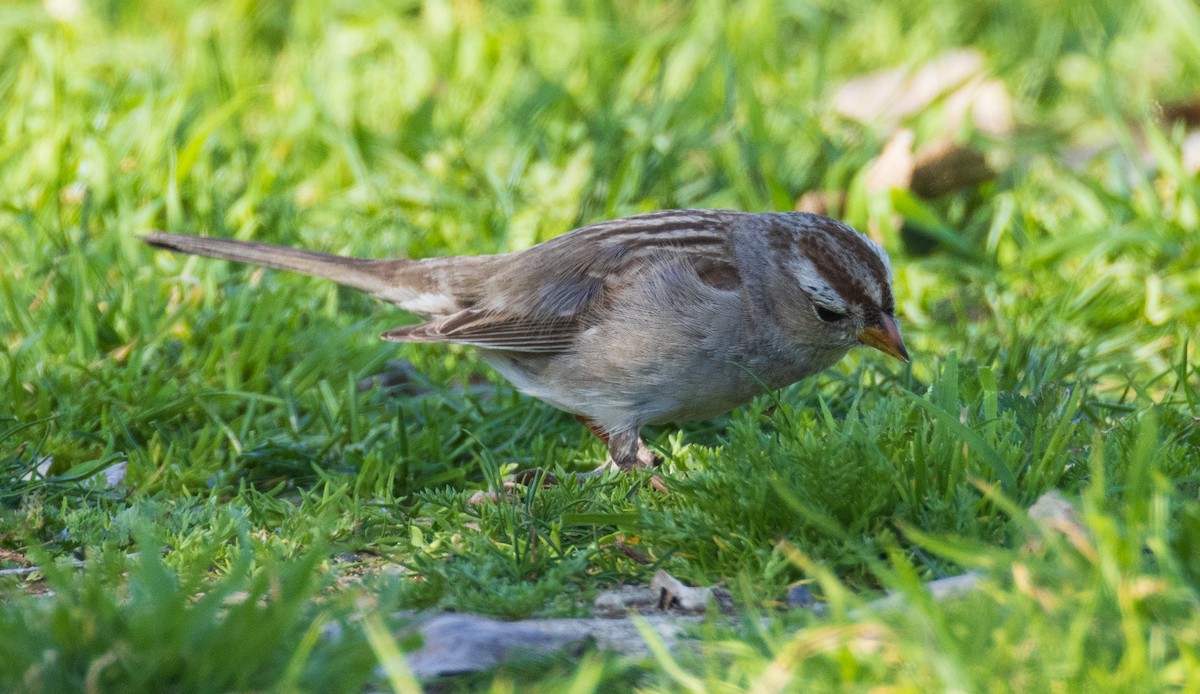 White-crowned Sparrow - ML650636706