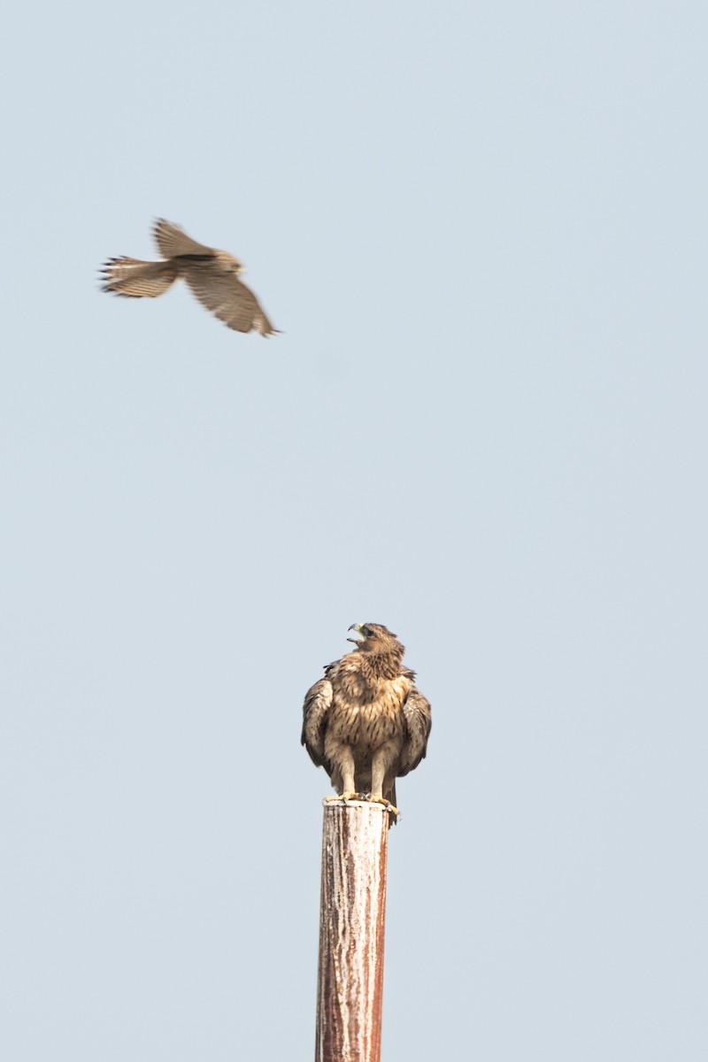 Bonelli's Eagle - ML650636715