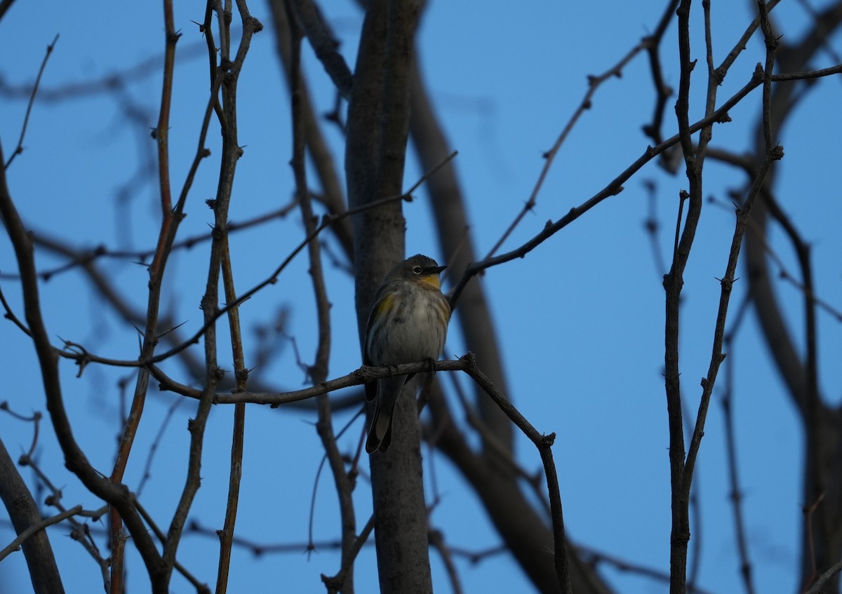 Yellow-rumped Warbler - ML650636716