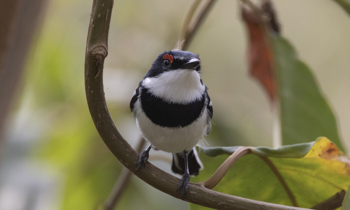 Brown-throated Wattle-eye - ML650636745