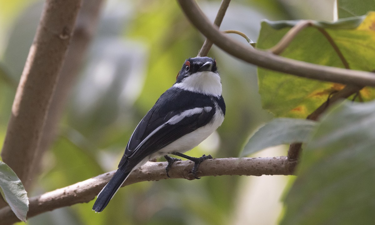 Brown-throated Wattle-eye - ML650636746