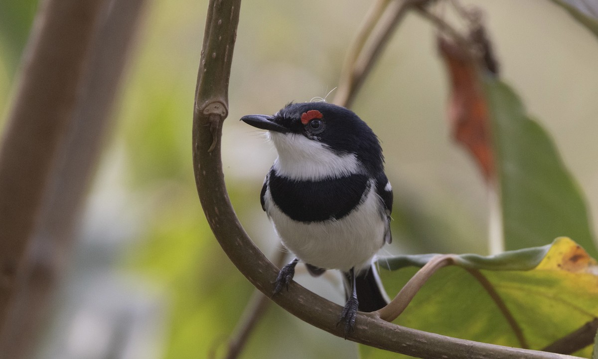 Brown-throated Wattle-eye - ML650636747