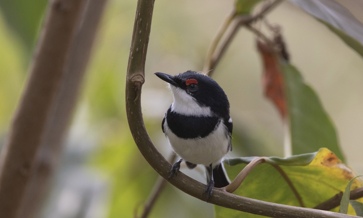 Brown-throated Wattle-eye - ML650636748