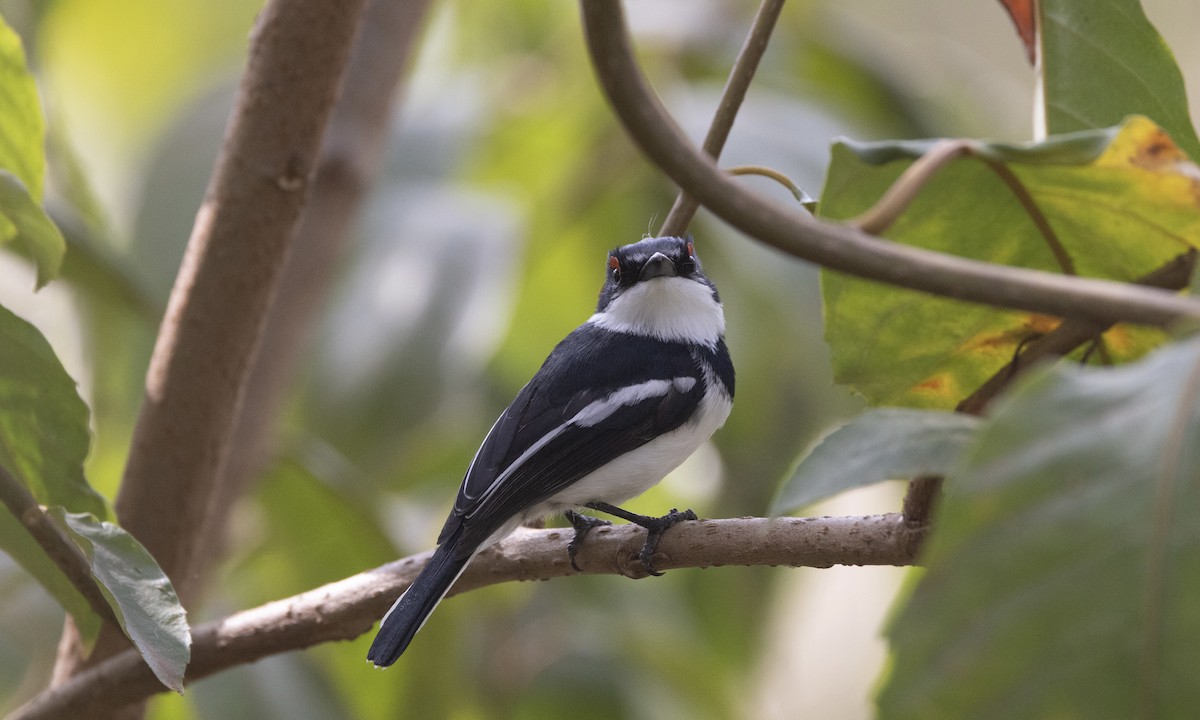 Brown-throated Wattle-eye - ML650636749