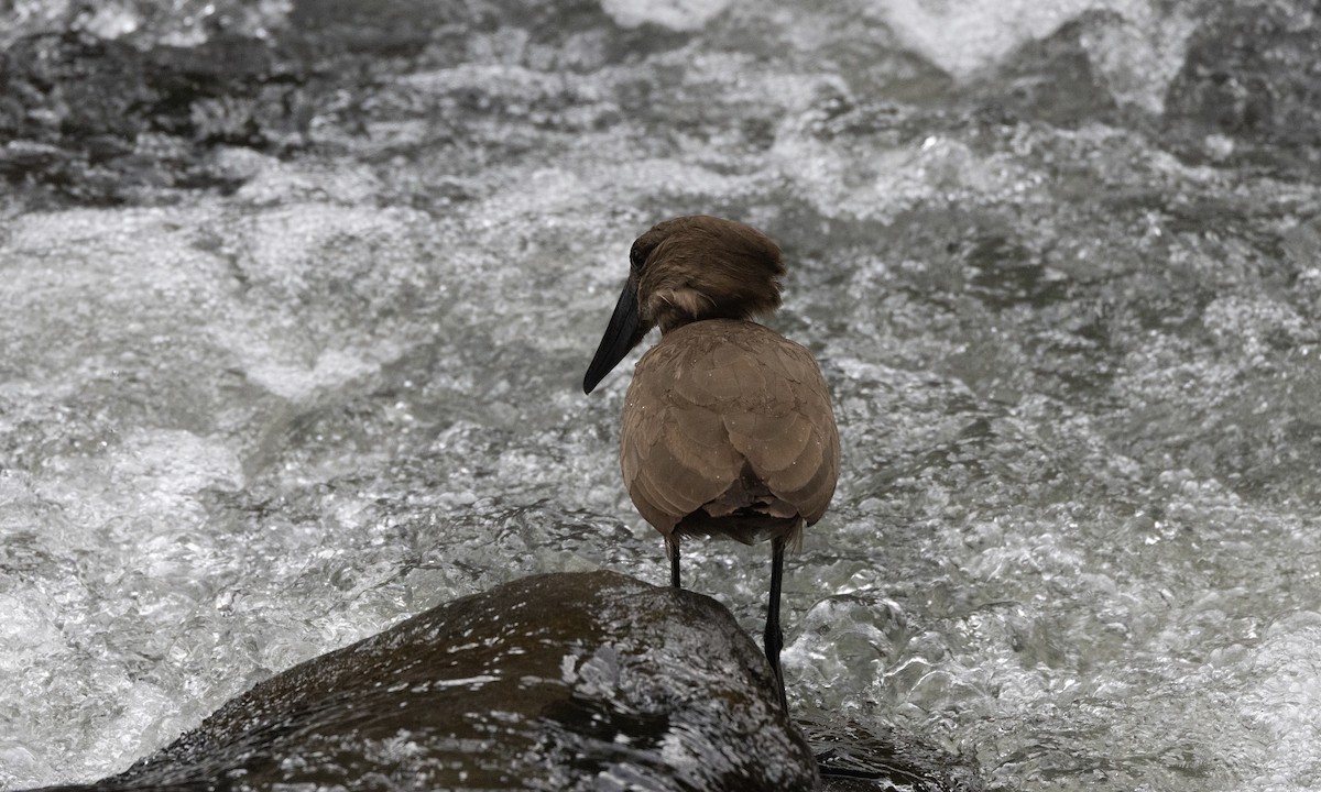 Hamerkop - ML650636985