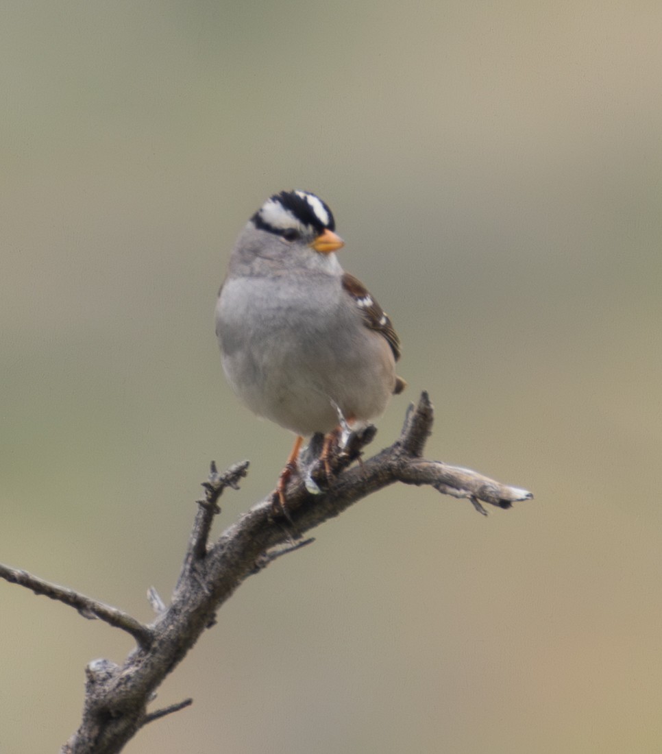 White-crowned Sparrow - ML650637134