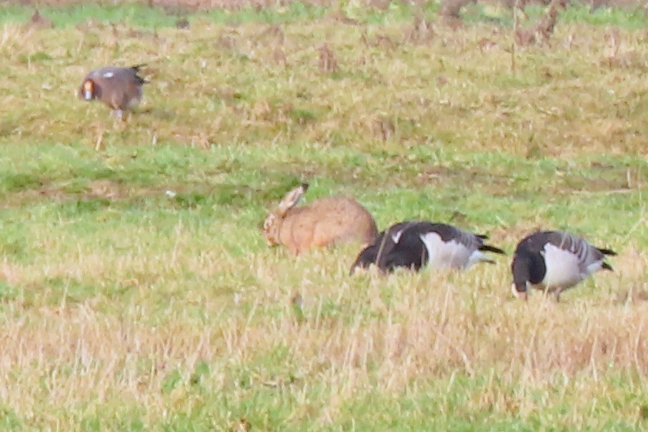 ארנבת אירופית - ML650637203
