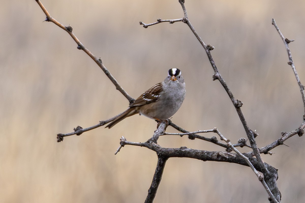 White-crowned Sparrow - ML650637219