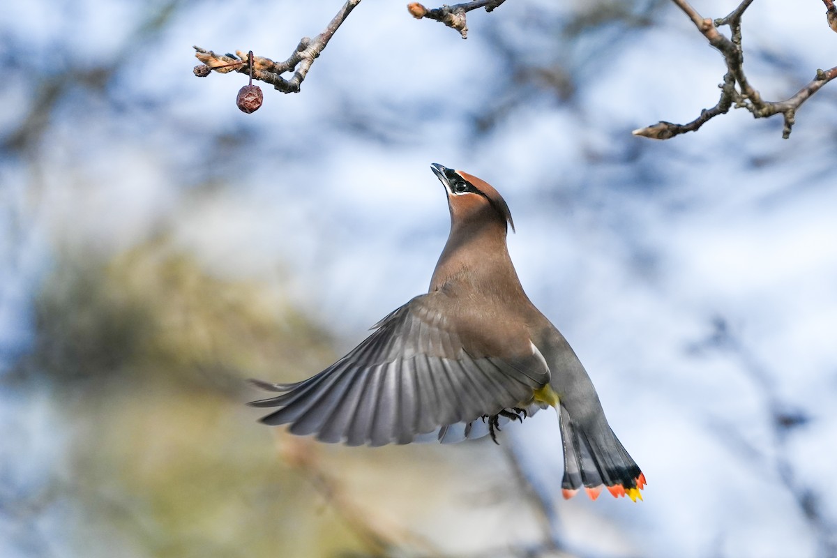 Ampelis Americano - ML650637240