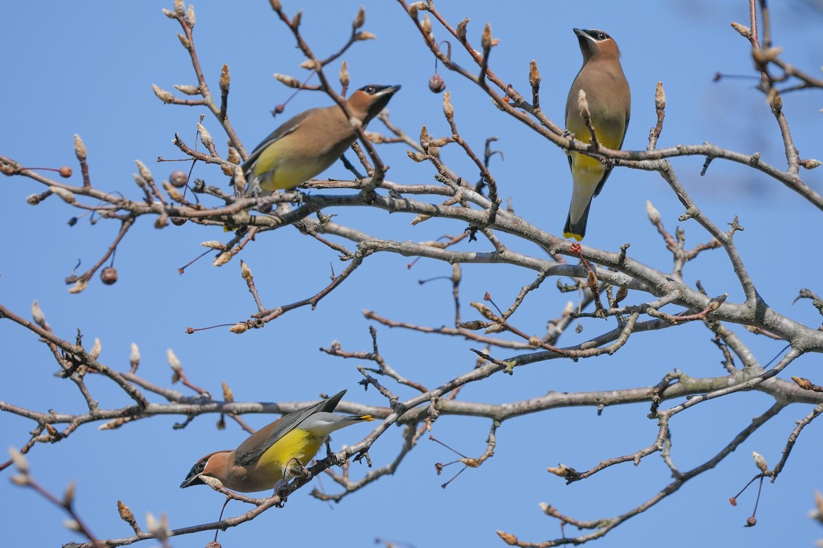 Ampelis Americano - ML650637247