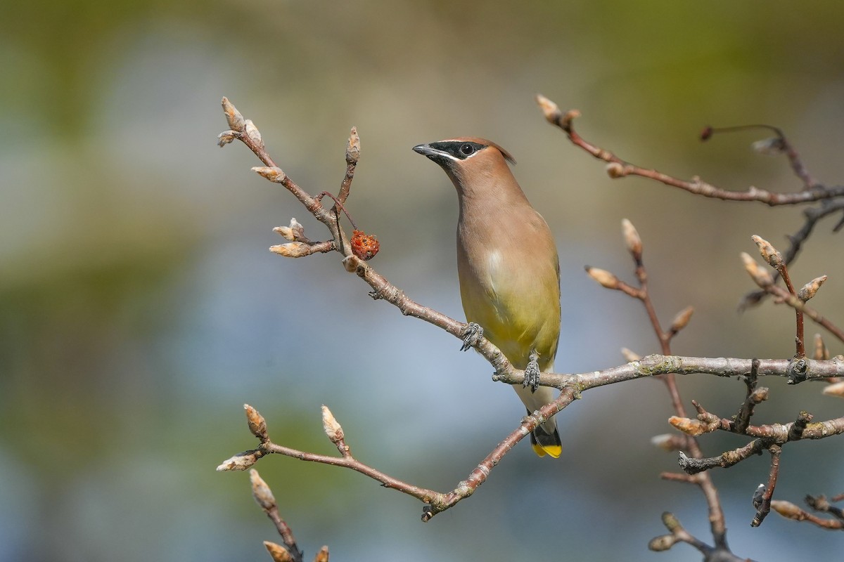 Ampelis Americano - ML650637251